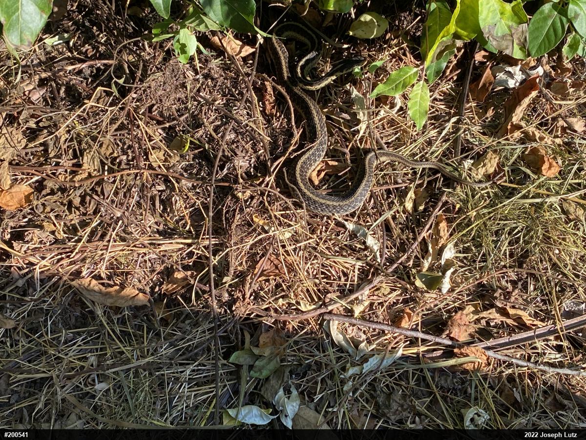 Eastern Gartersnake