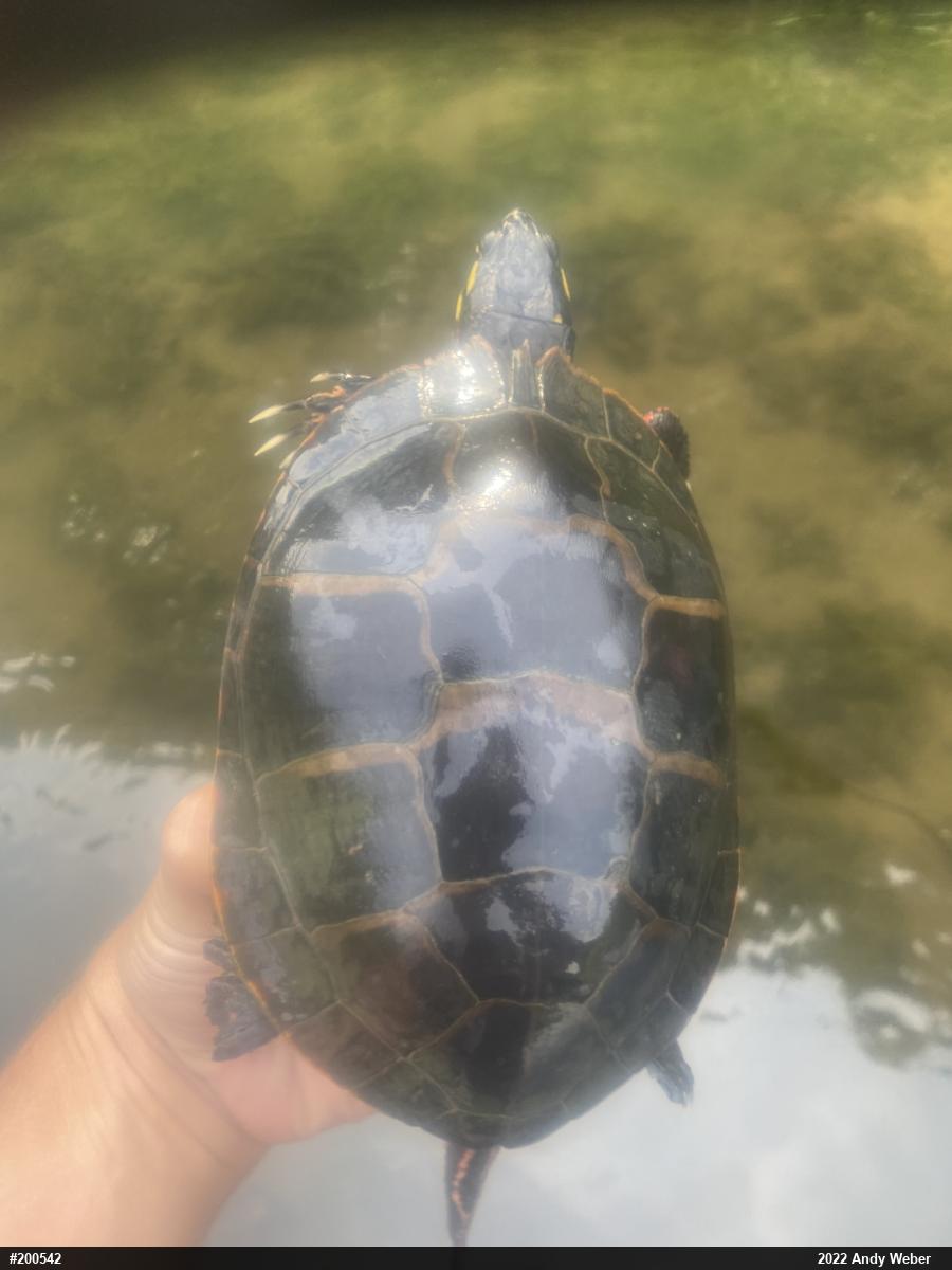 Midland Painted Turtle