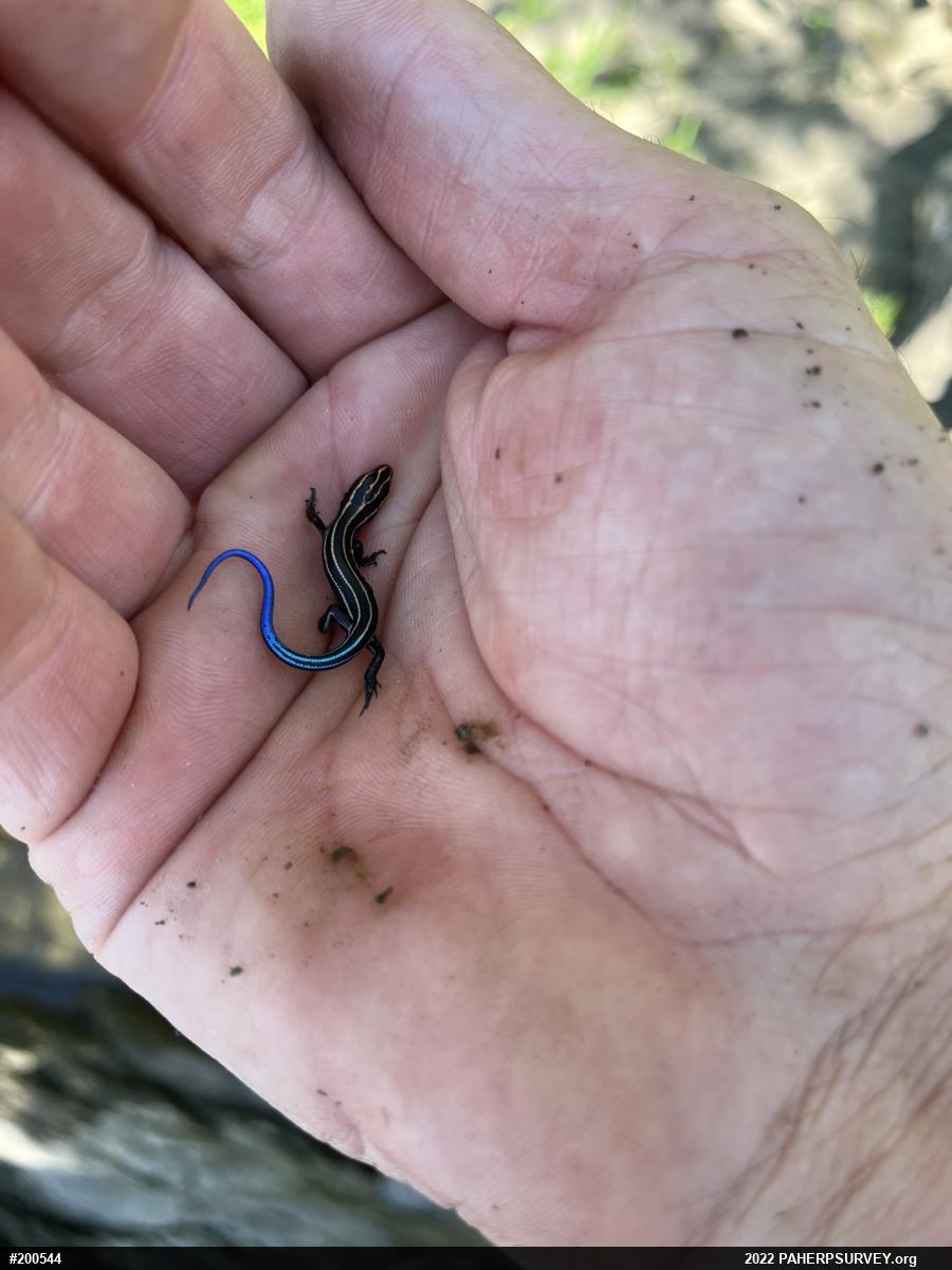 Skinks