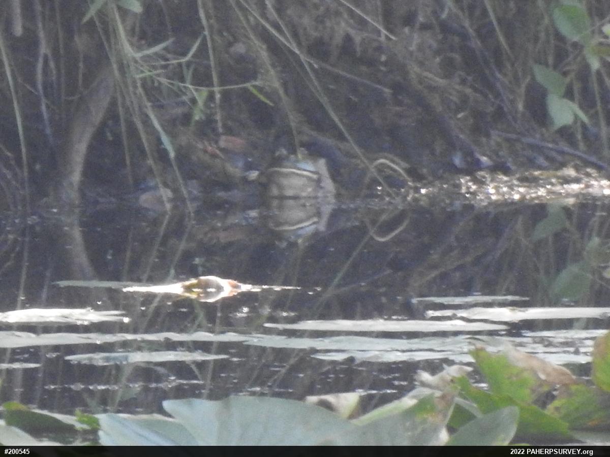 American Bullfrog