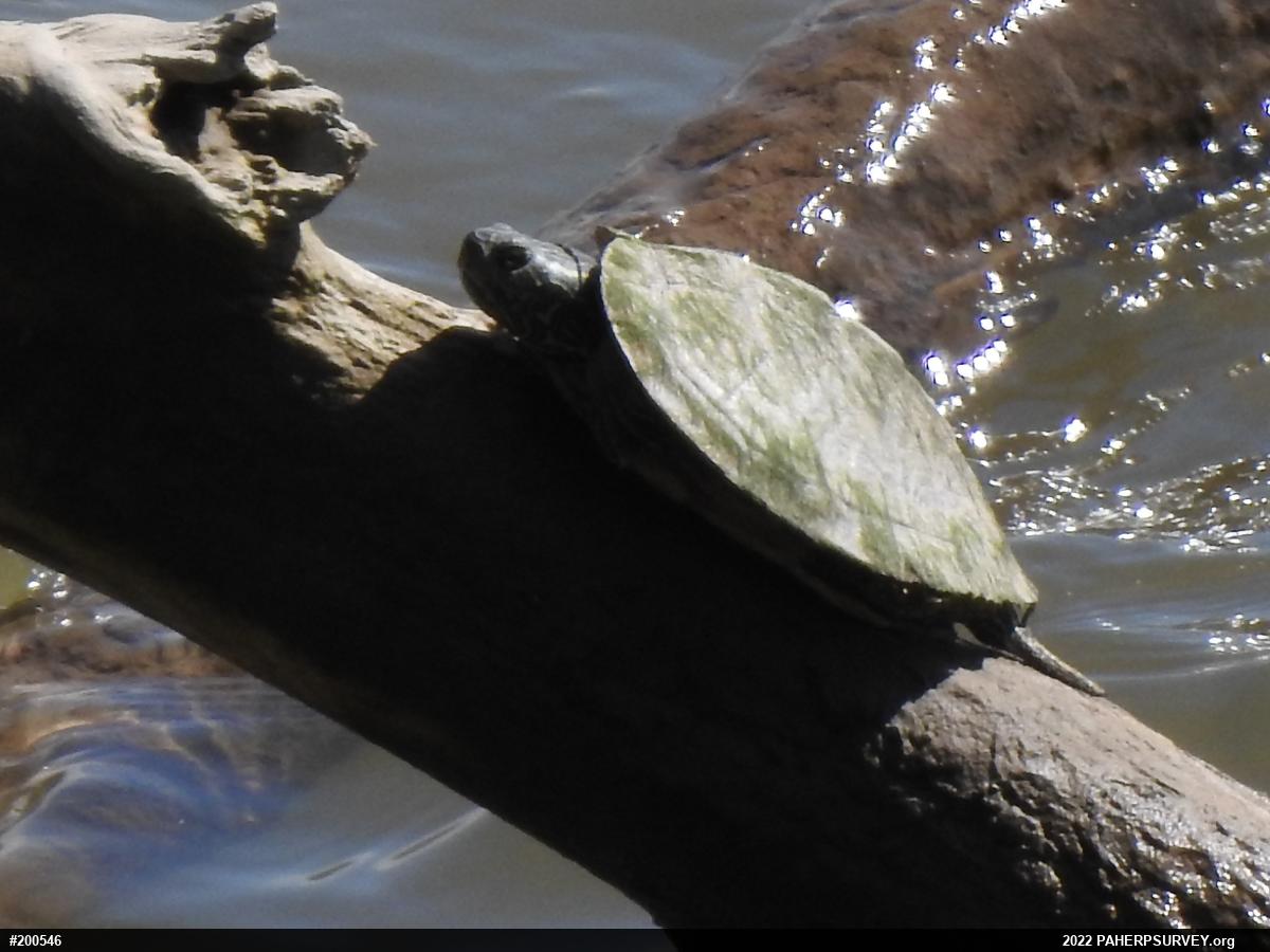Northern Map Turtle