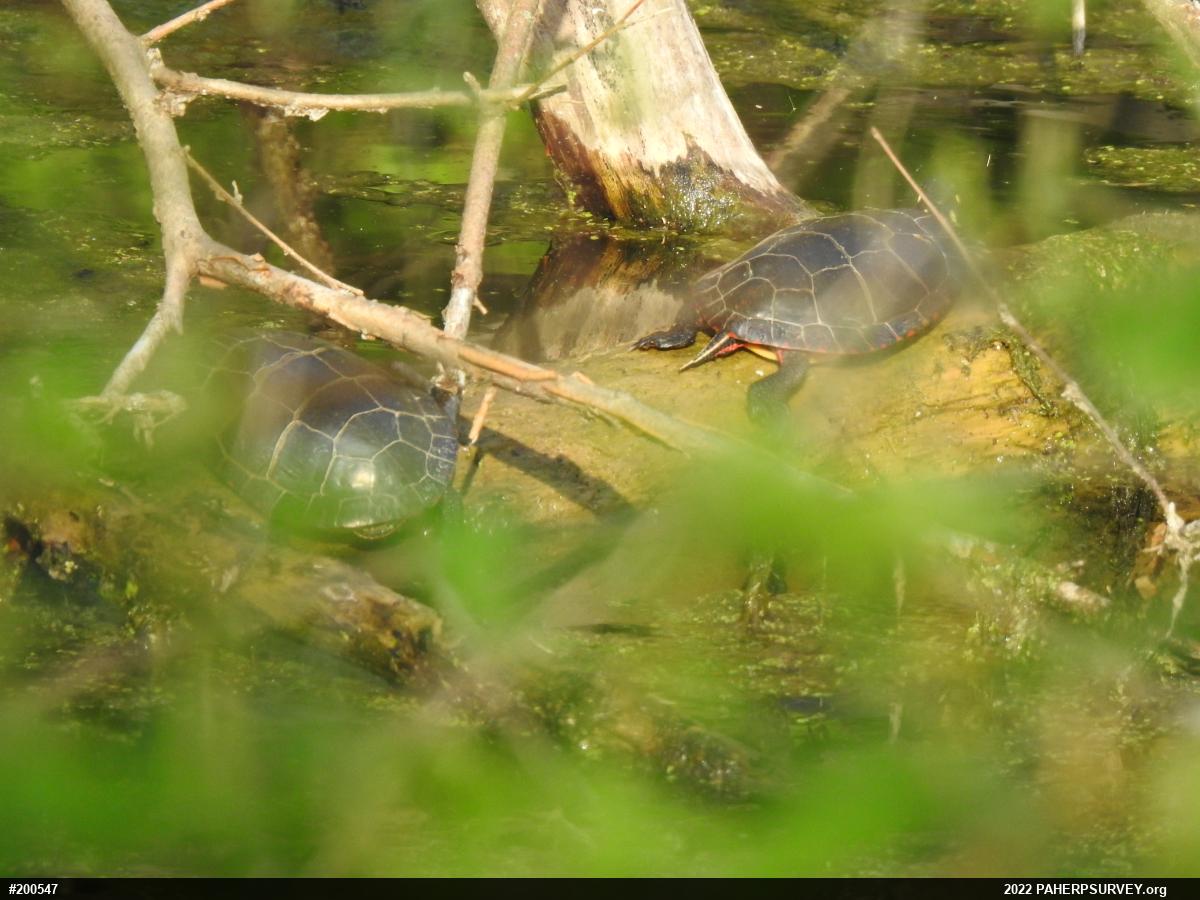 Eastern Painted Turtle