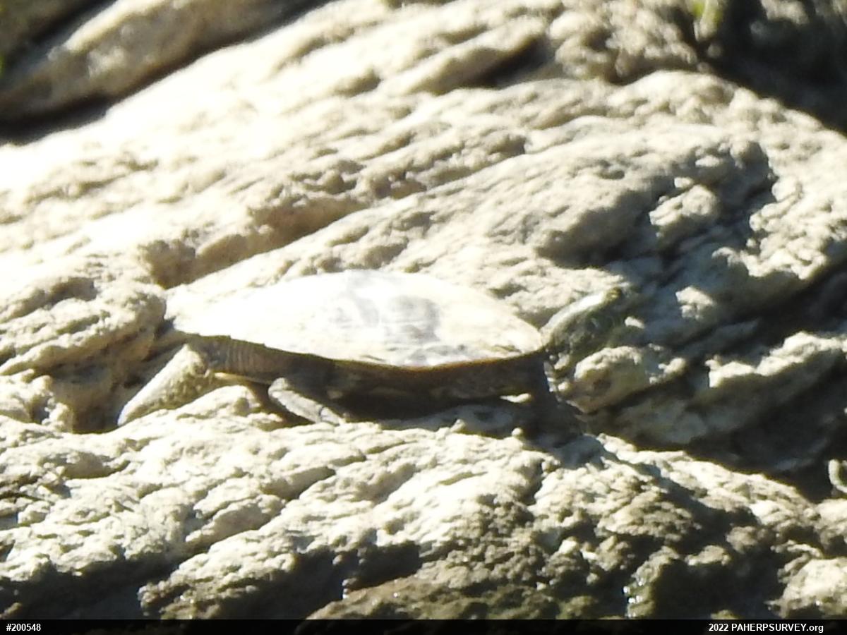 Northern Map Turtle