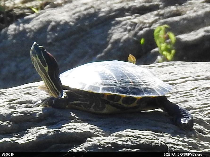 Red-eared Slider