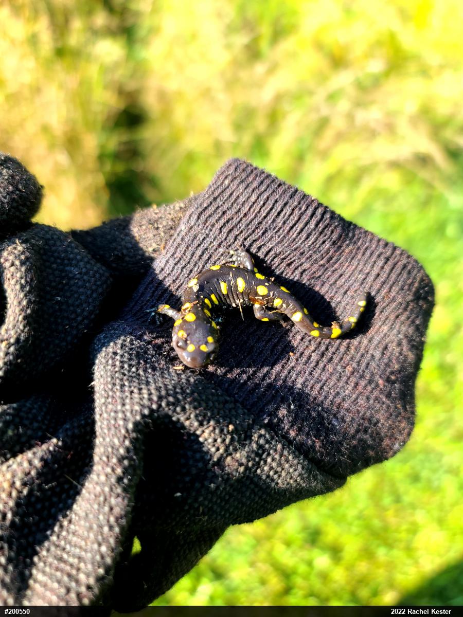 Spotted Salamander