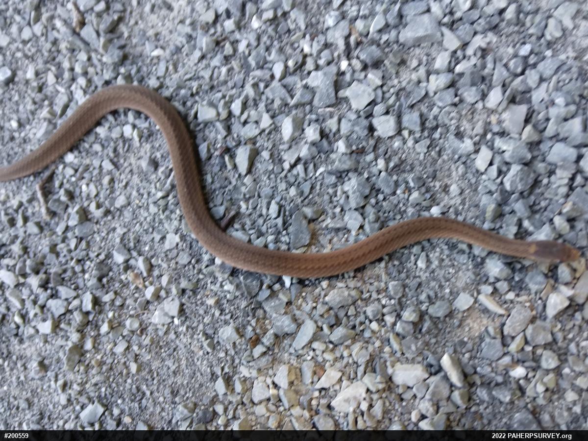Red-bellied Snake