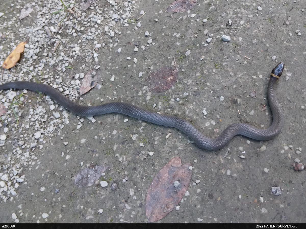 Northern Ring-necked Snake