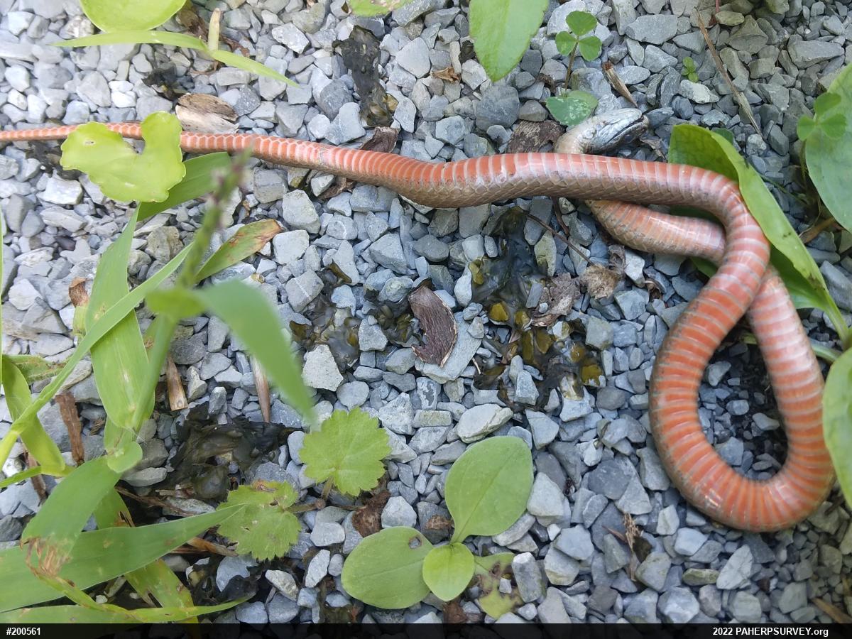 Red-bellied Snake