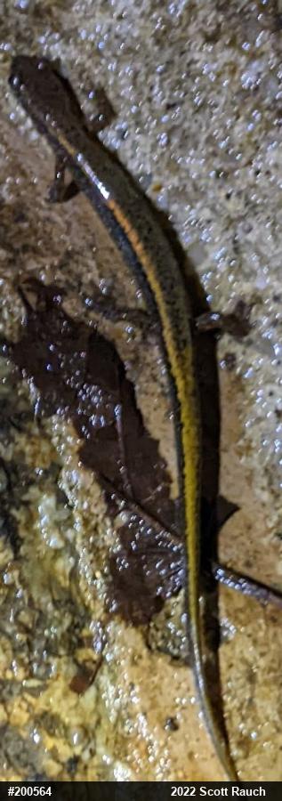 Northern Two-lined Salamander
