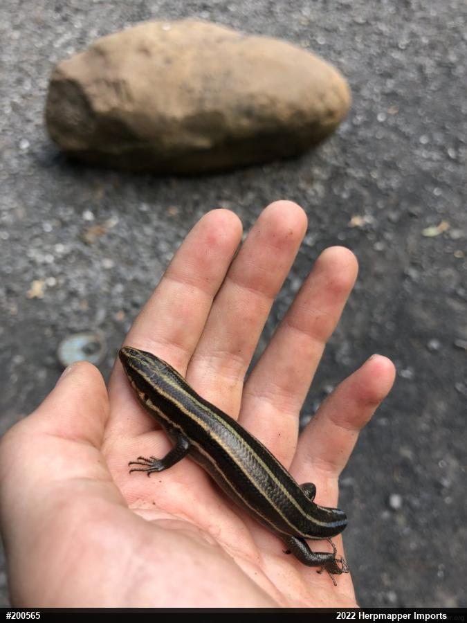 Common Five-lined Skink