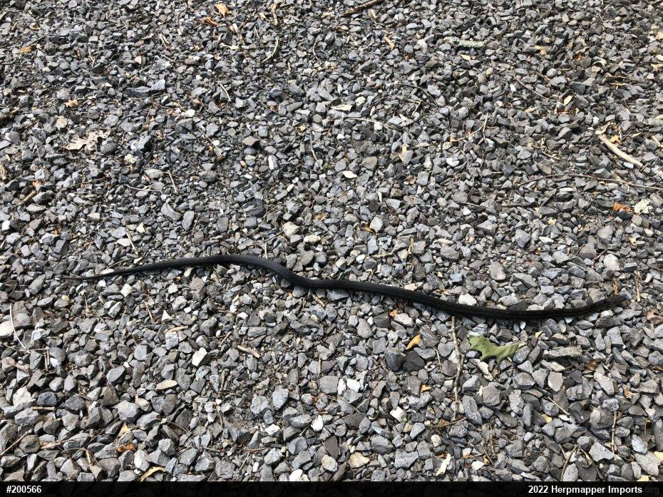 Eastern Ratsnake