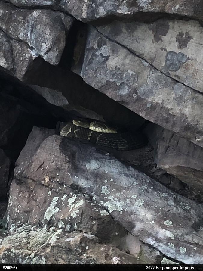 Timber Rattlesnake