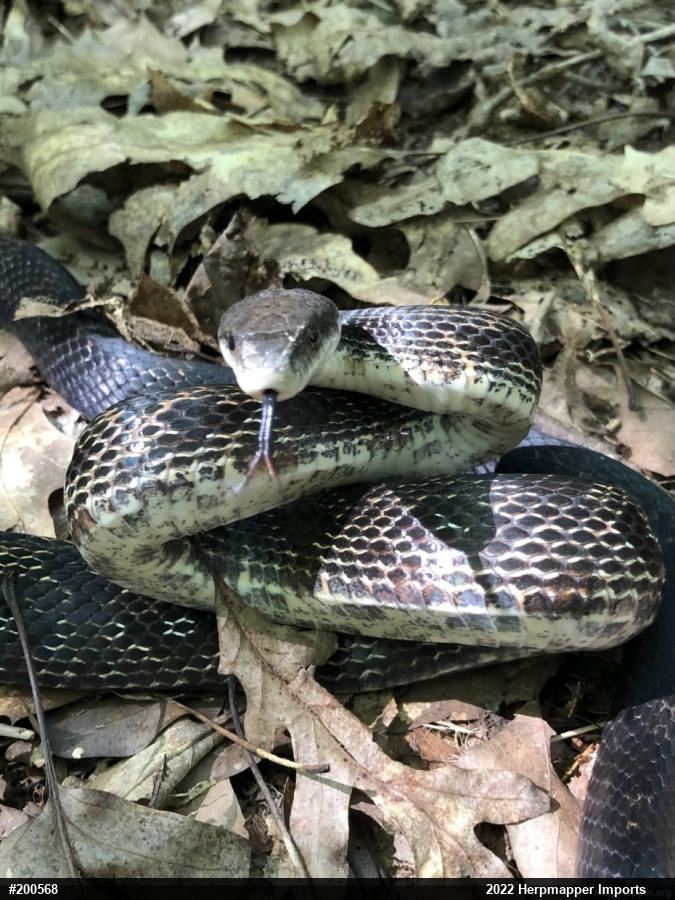 Eastern Ratsnake