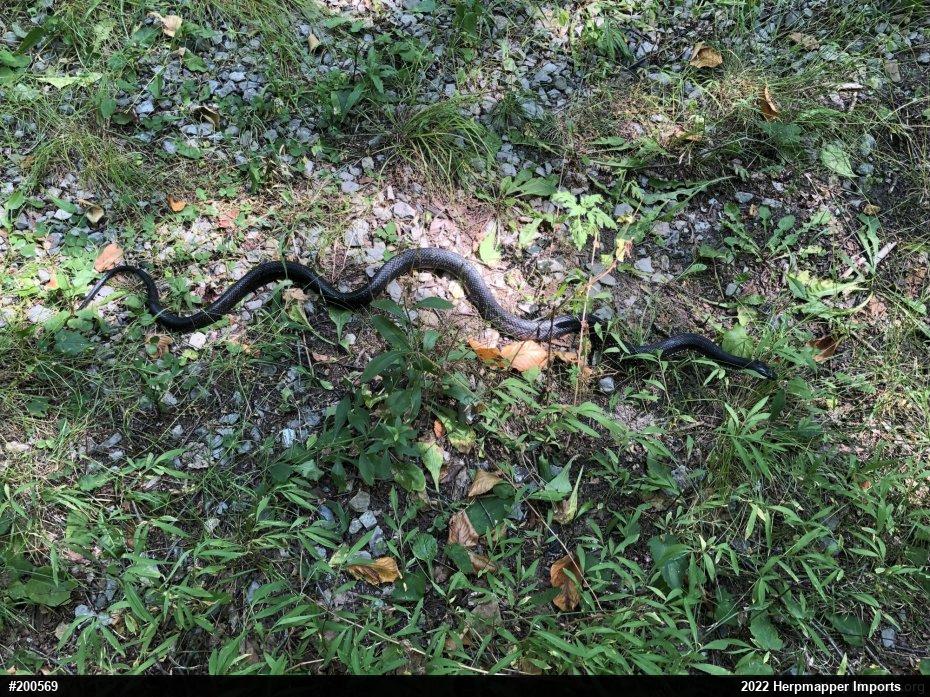 Eastern Ratsnake