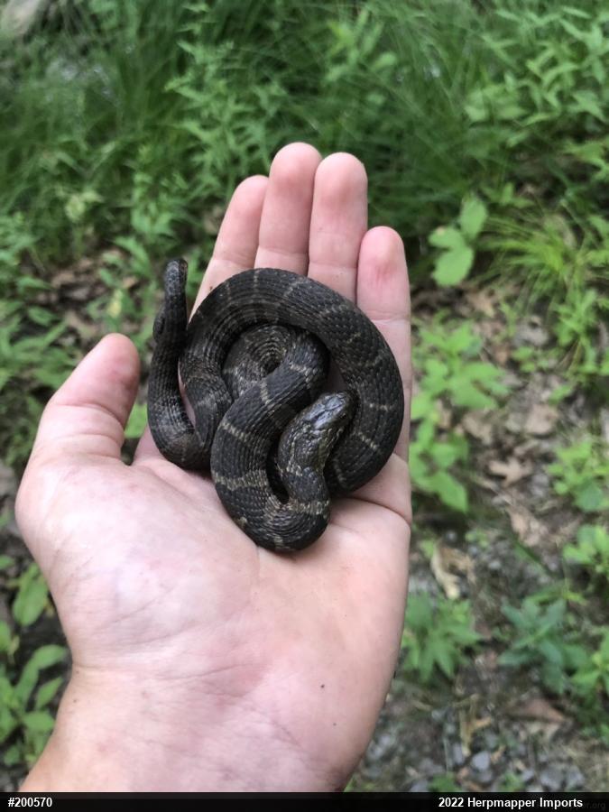 Northern Watersnake
