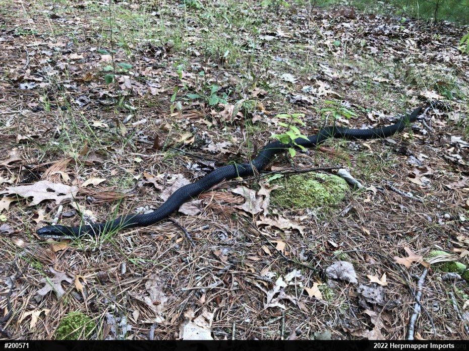 Eastern Ratsnake