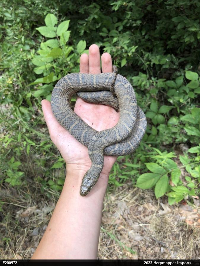Northern Watersnake