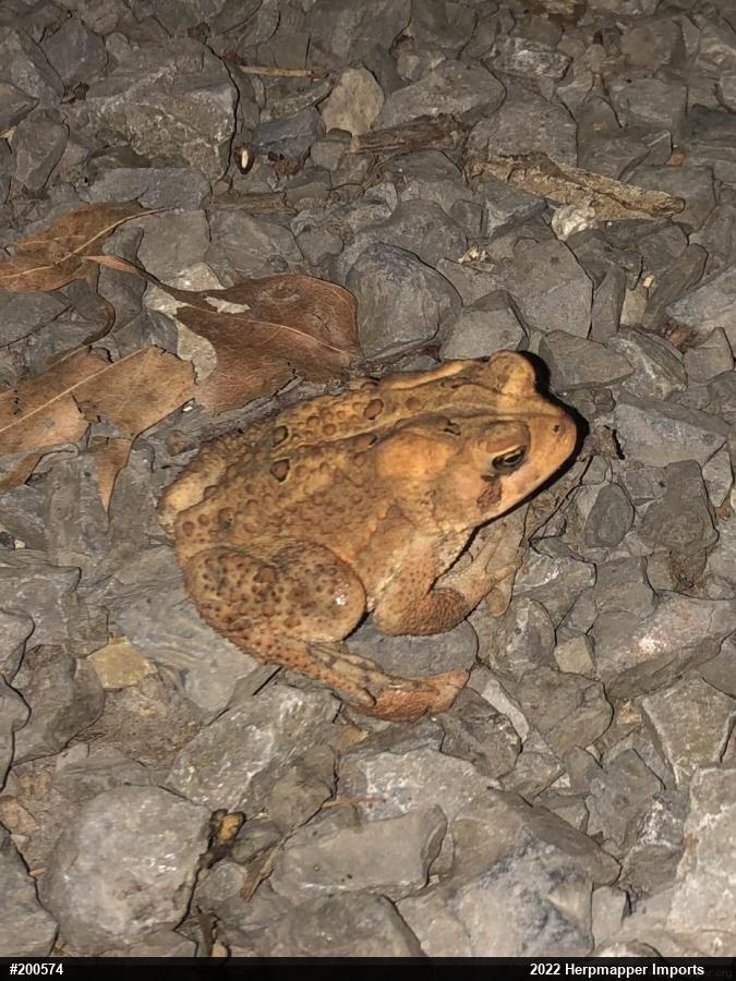 Eastern American Toad