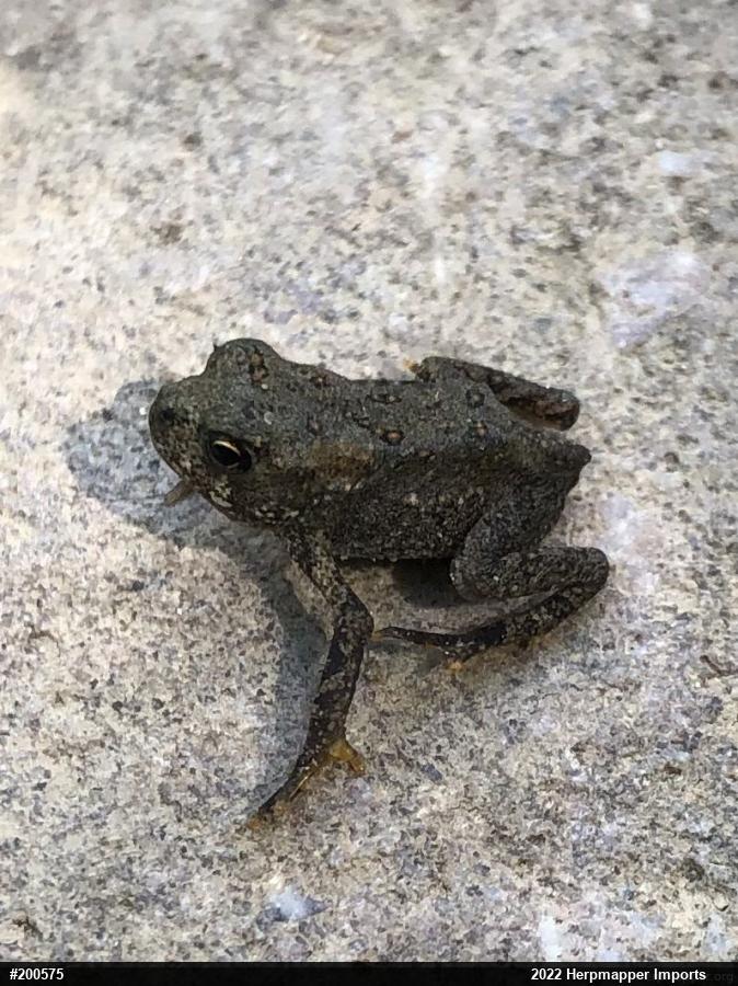 Eastern American Toad