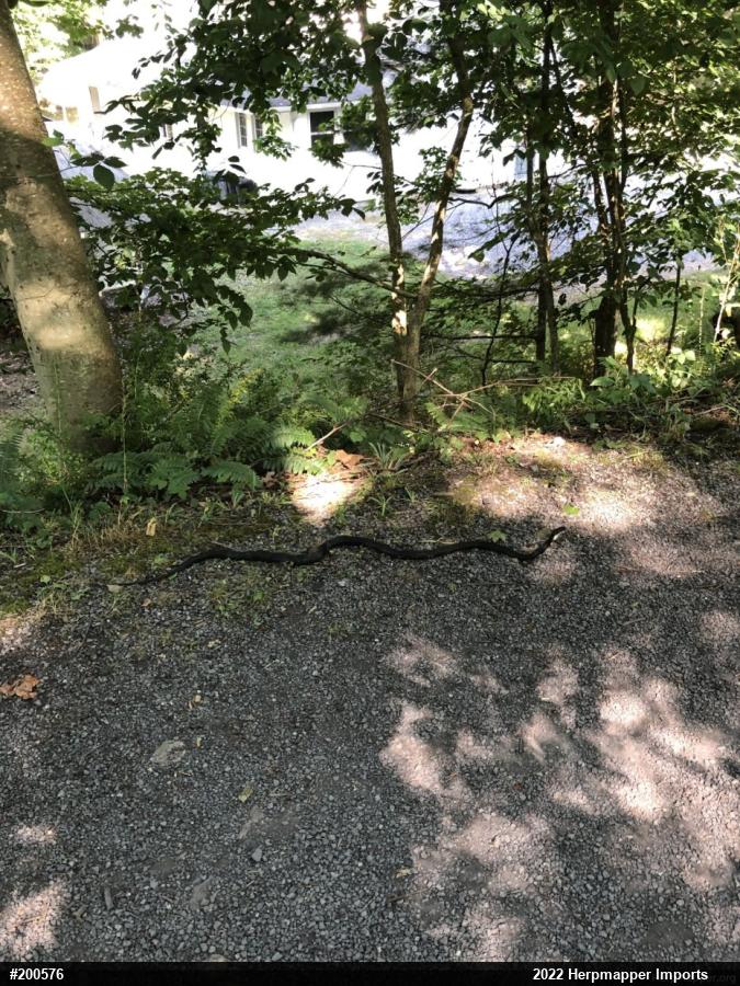 Eastern Ratsnake