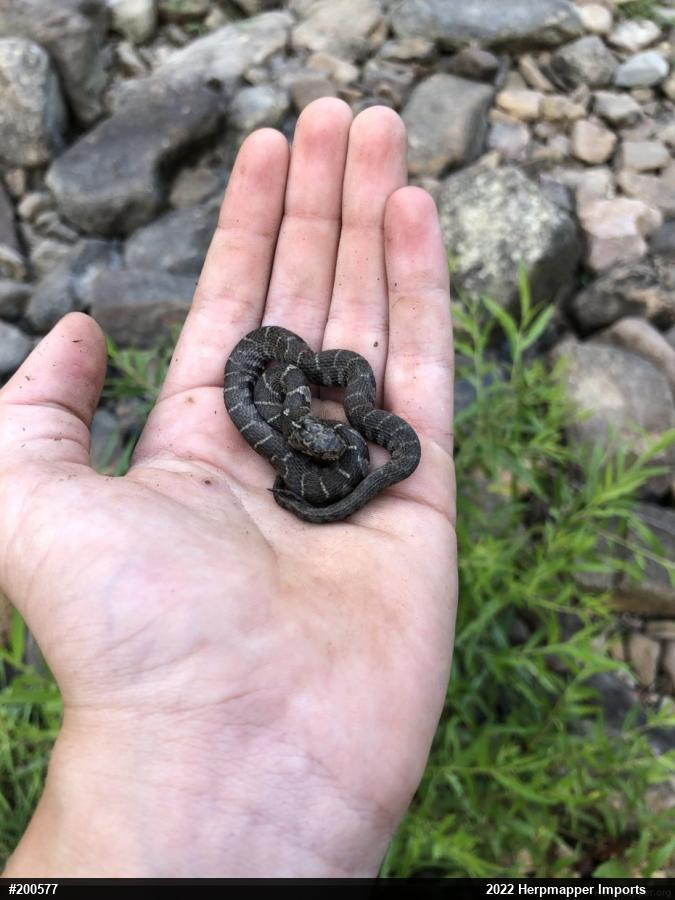 Northern Watersnake