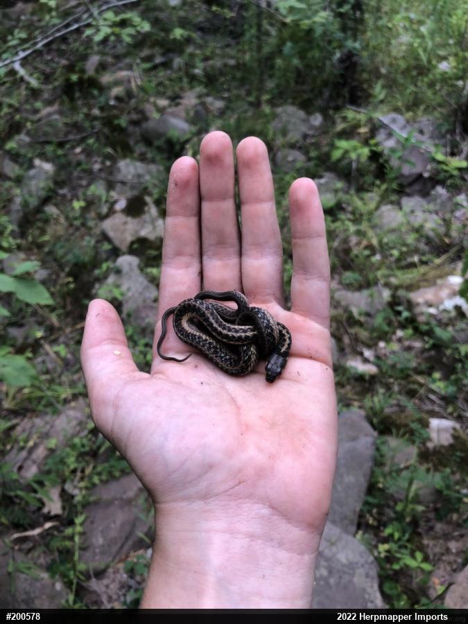 Eastern Gartersnake