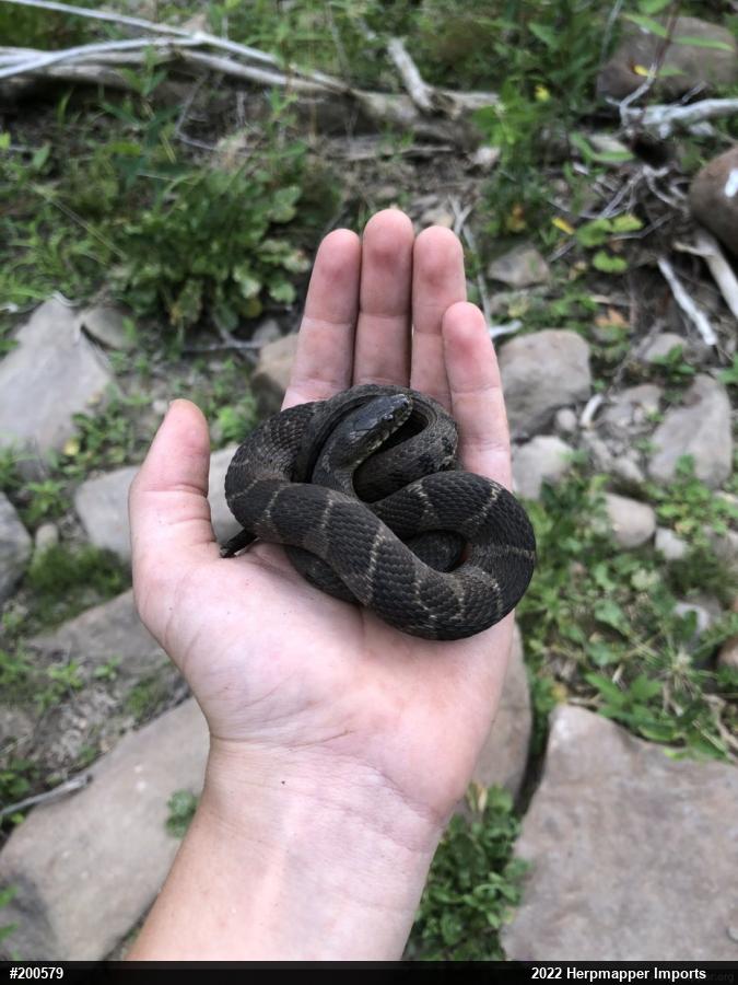 Northern Watersnake