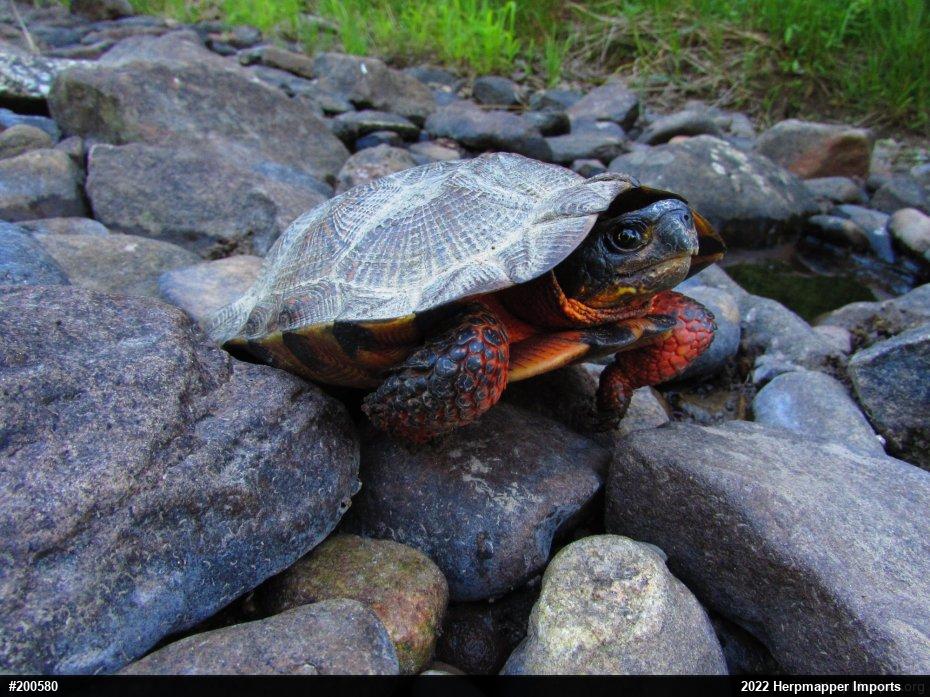 Wood Turtle
