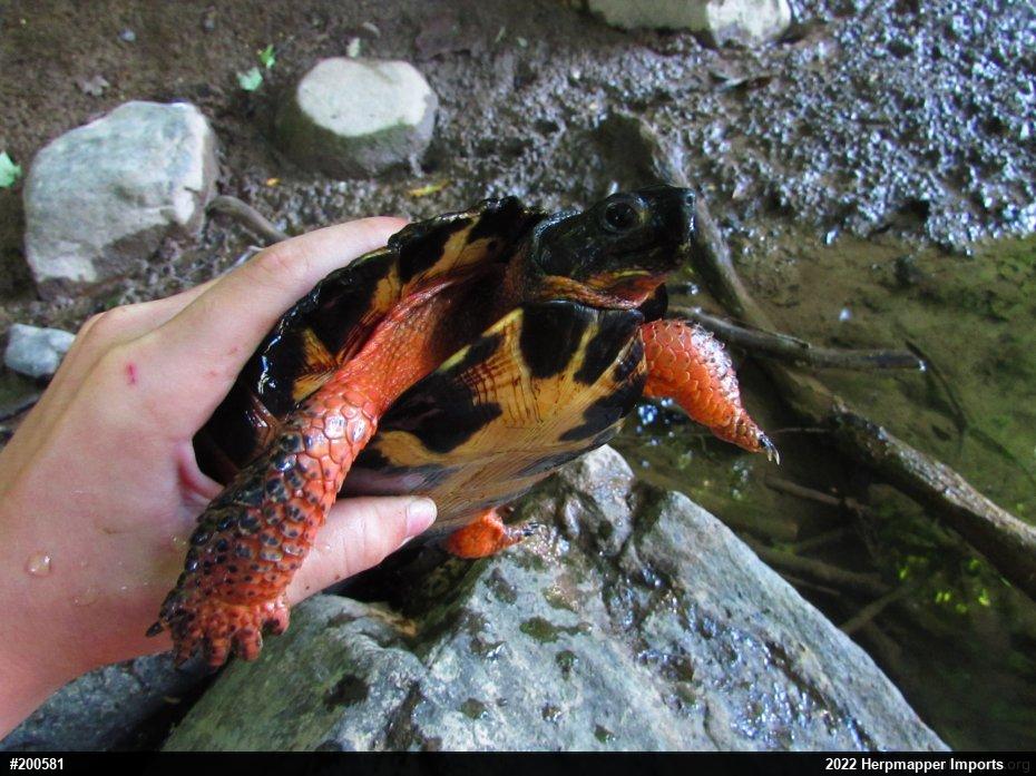 Wood Turtle