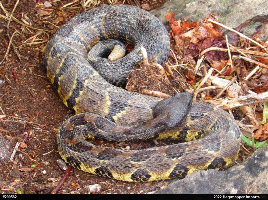 Timber Rattlesnake