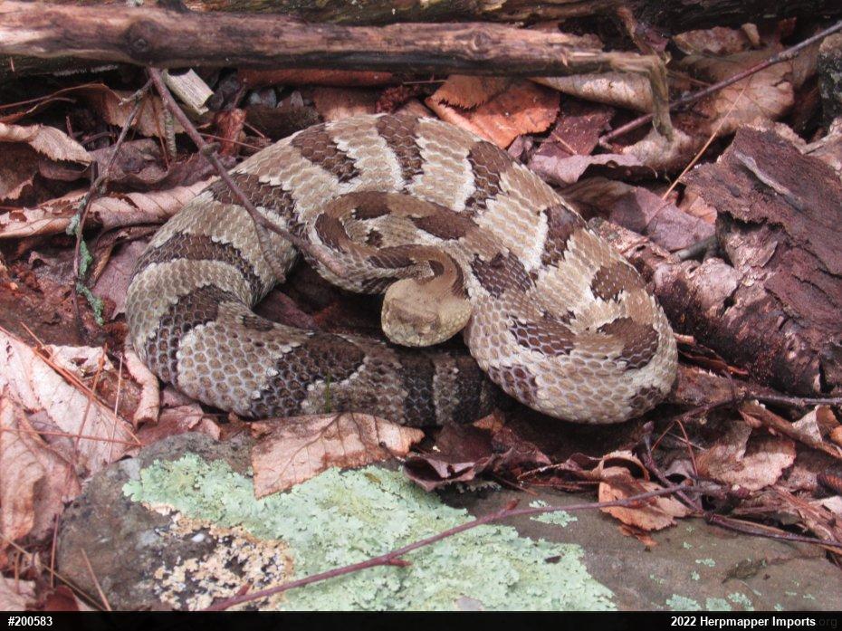 Timber Rattlesnake