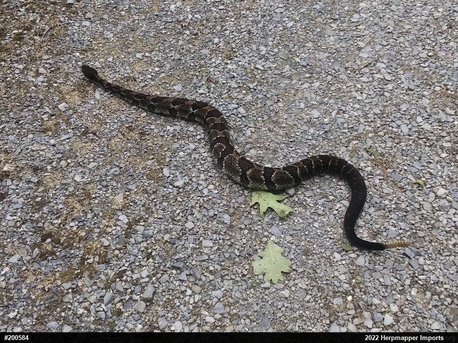 Timber Rattlesnake