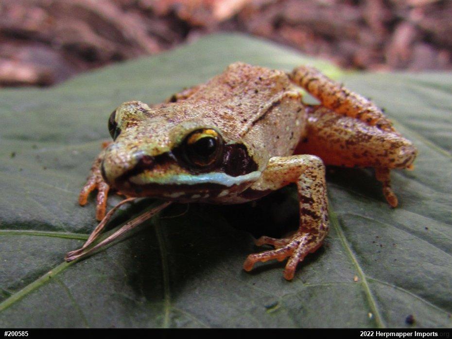 Wood Frog