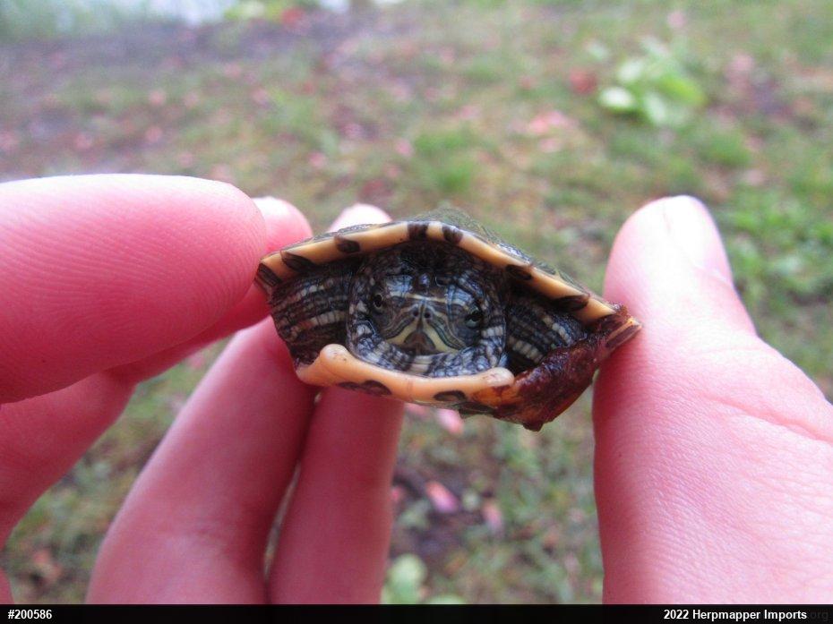 Red-eared Slider