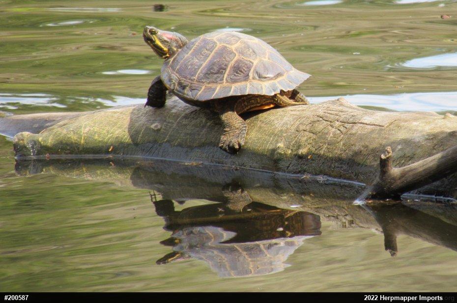Red-eared Slider