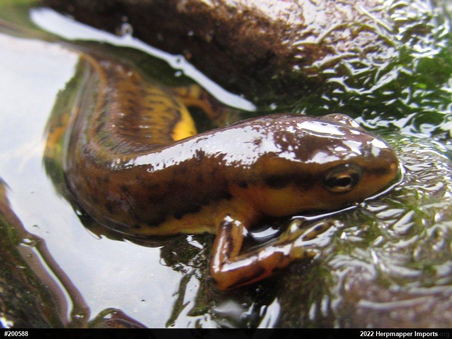 Red-spotted Newt
