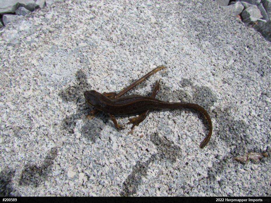 Red-spotted Newt