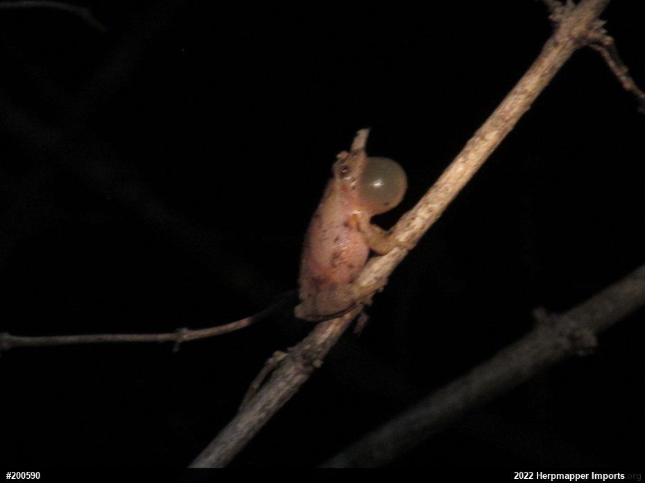 Spring Peeper