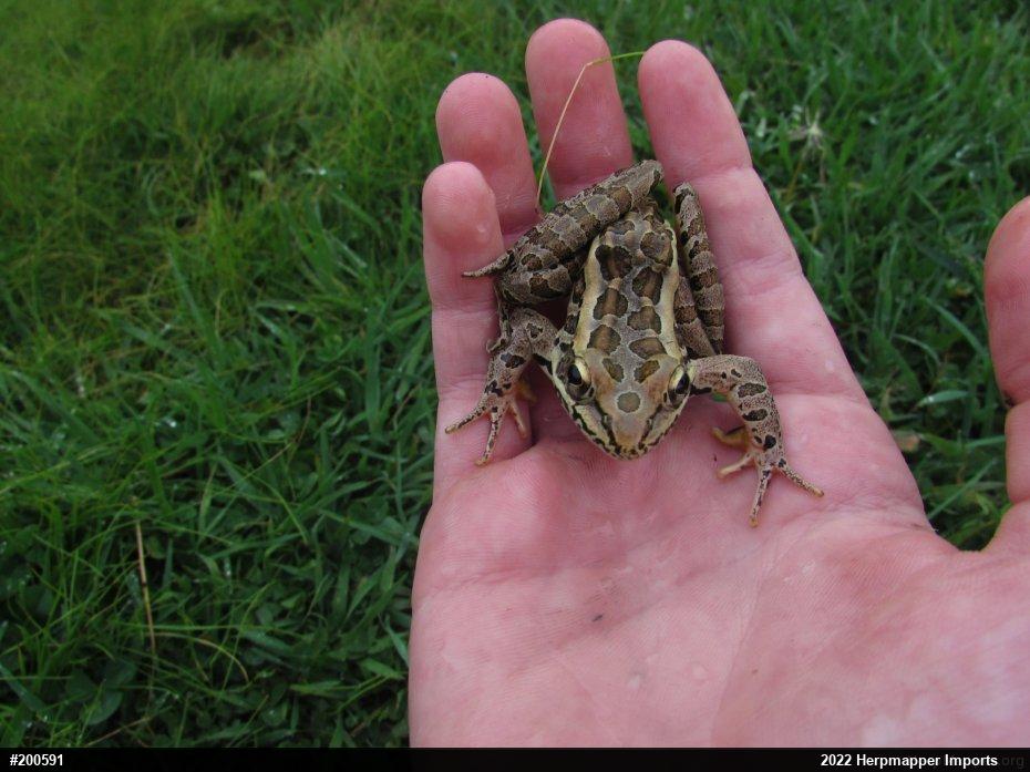 Pickerel Frog