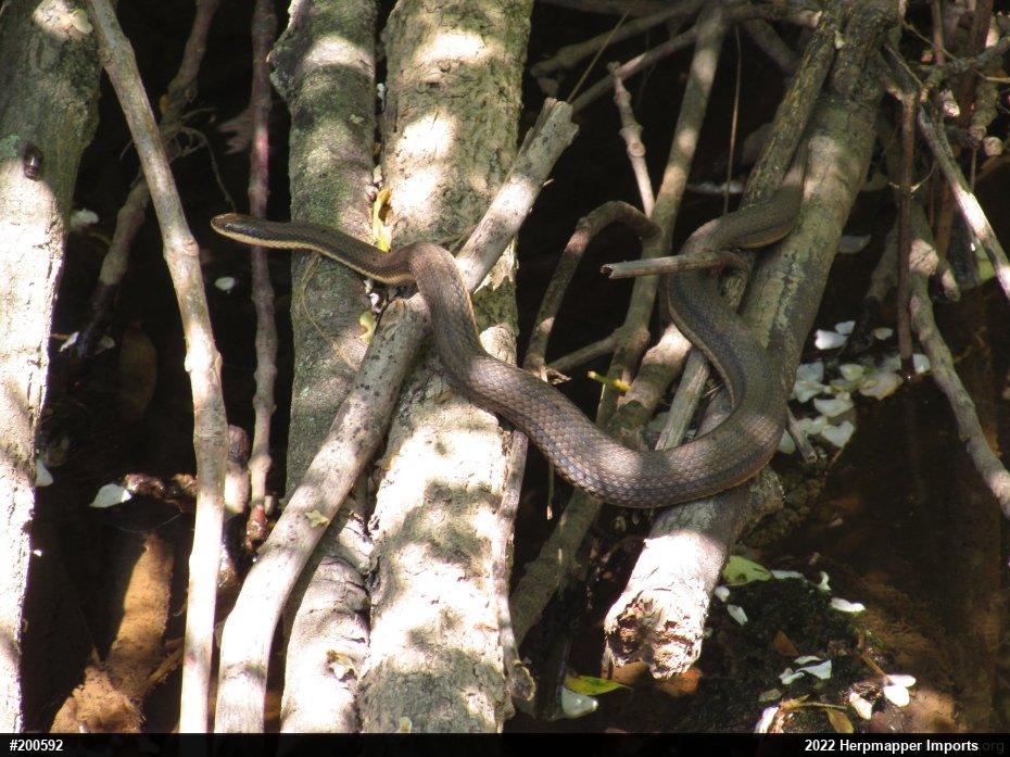 Queensnake