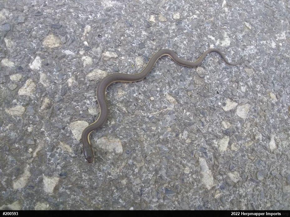 Queensnake