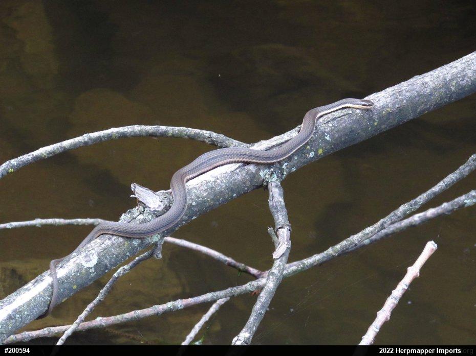 Queensnake