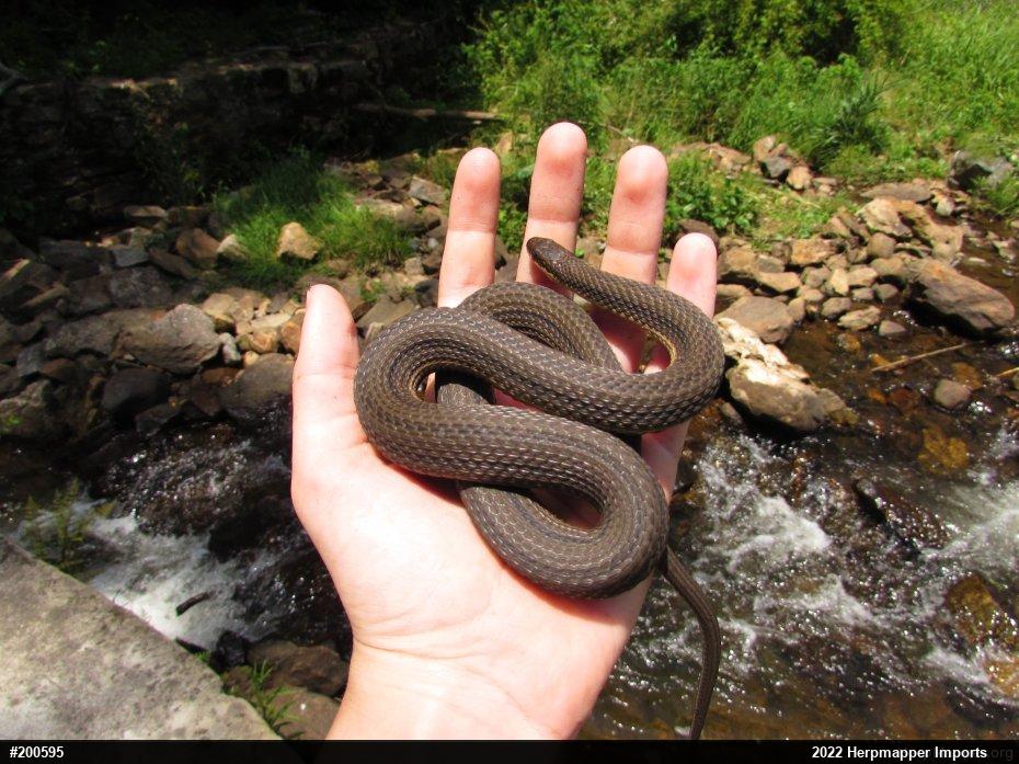 Queensnake