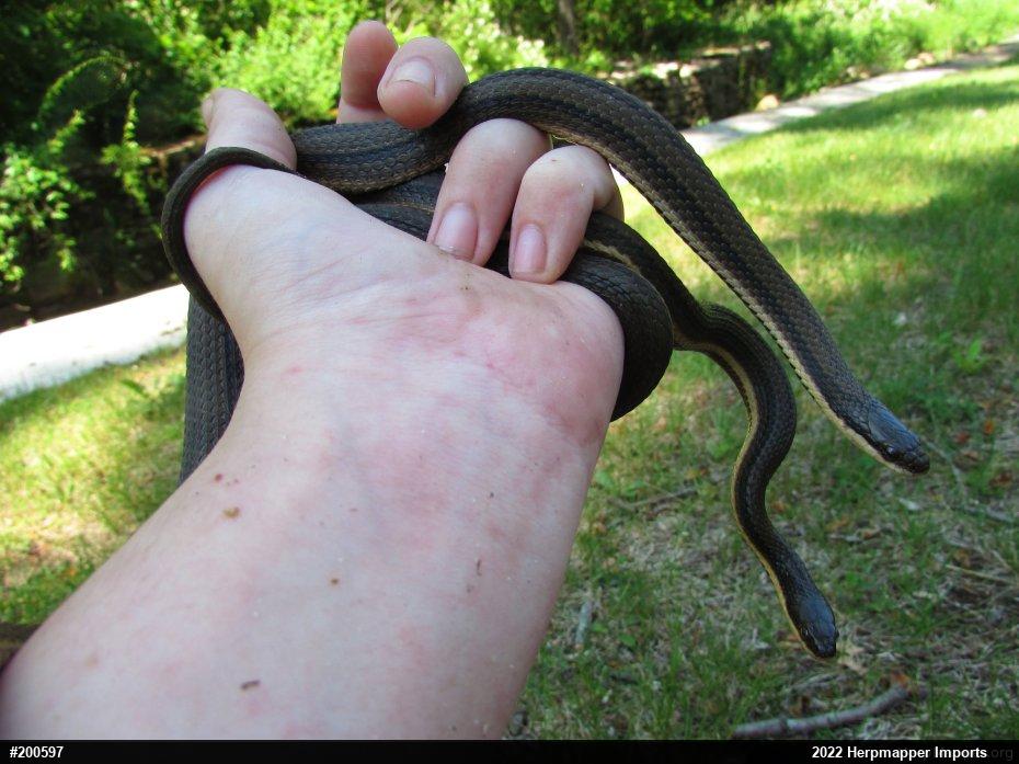 Queensnake