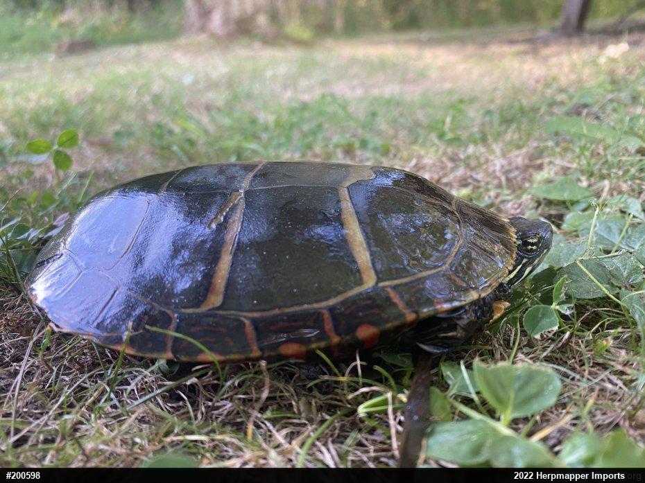 Eastern Painted Turtle
