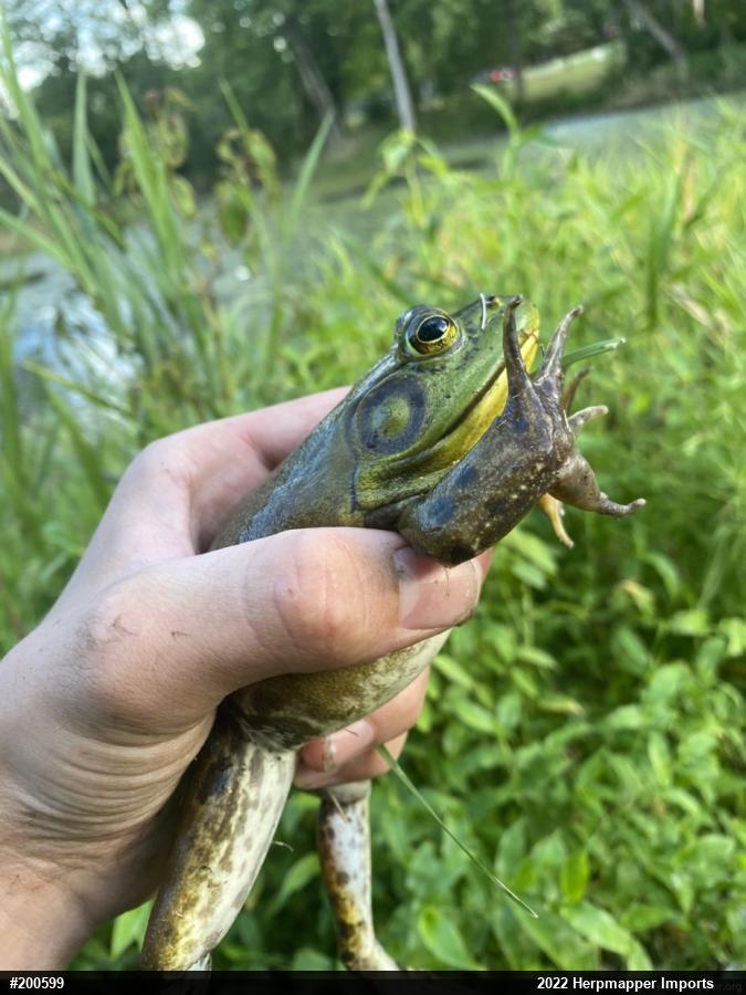 American Bullfrog