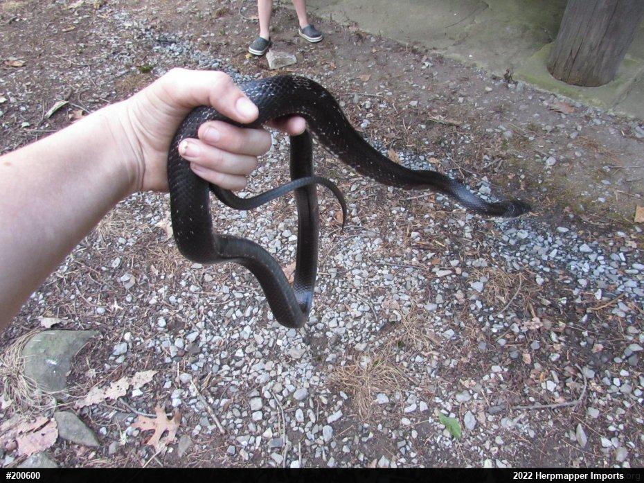 Eastern Ratsnake