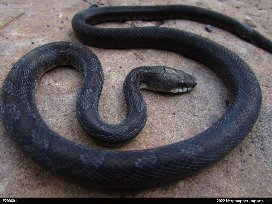 Eastern Ratsnake
