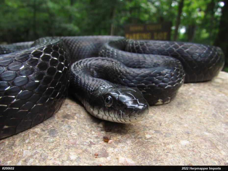 Eastern Ratsnake