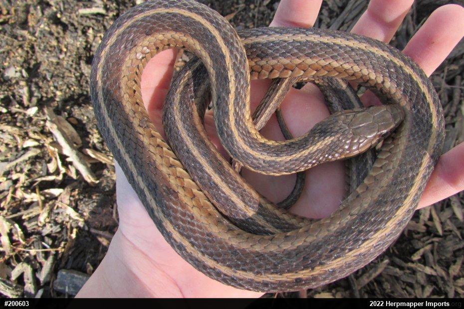 Eastern Gartersnake